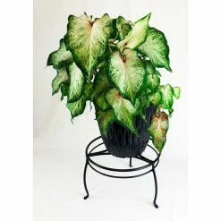 Vigoro 8 in. Black Metal Indoor Plant Stand -Vigoro Platers Store black vigoro plant stands 51470 4f 1000
