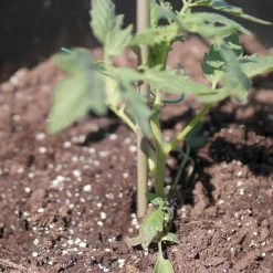 Vigoro 5 ft. Natural Bamboo Stake -Vigoro Platers Store natural bamboo beige vigoro tomato cages bb5vg 44 1000