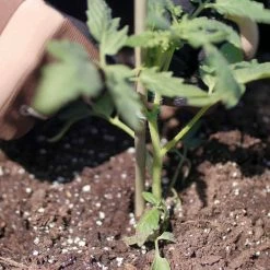 Vigoro 5 ft. Natural Bamboo Stake -Vigoro Platers Store natural bamboo beige vigoro tomato cages bb5vg fa 1000