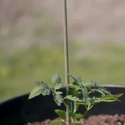 Vigoro Bamboo 6 ft. Natural Stake -Vigoro Platers Store natural bamboo beige vigoro tomato cages bb6vg fa 1000