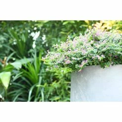 KANTE 17.3 in. Tall Natural Lightweight Concrete Footed Tulip Outdoor Round Planter (Set of 3) -Vigoro Platers Store natural kante plant pots rf2015022bcd c80021 4f 1000