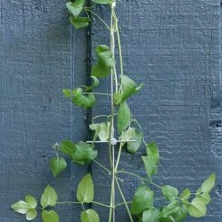 Vigoro 8 ft. Stainless Steel Wire Rope Plant Trellis -Vigoro Platers Store stainless steel vigoro tomato cages 822222 4f 1000