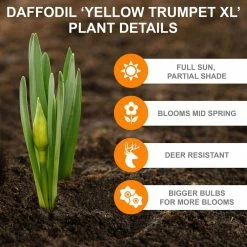 Vigoro 15/17 cm Premium XL Yellow Trumpet Daffodil Bulbs (Bag of 100) -Vigoro Platers Store vigoro flower bulbs ecf 28 100 1f 1000