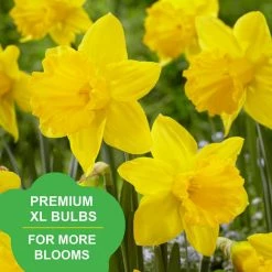 Vigoro 15/17 cm Premium XL Yellow Trumpet Daffodil Bulbs (Bag of 100) -Vigoro Platers Store vigoro flower bulbs ecf 28 100 31 1000