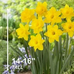 Vigoro 15/17 cm Premium XL Yellow Trumpet Daffodil Bulbs (Bag of 100) -Vigoro Platers Store vigoro flower bulbs ecf 28 100 44 1000