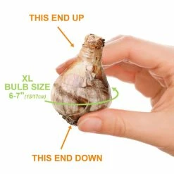 Vigoro 15/17 cm Premium XL Yellow Trumpet Daffodil Bulbs (Bag of 100) -Vigoro Platers Store vigoro flower bulbs ecf 28 100 4f 1000