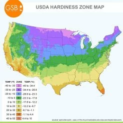 Vigoro 15/17 cm Premium XL Yellow Trumpet Daffodil Bulbs (Bag of 100) -Vigoro Platers Store vigoro flower bulbs ecf 28 100 76 1000