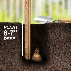 Vigoro 15/17 cm Premium XL Yellow Trumpet Daffodil Bulbs (Bag of 100) -Vigoro Platers Store vigoro flower bulbs ecf 28 100 fa 1000