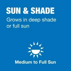 Vigoro 7 lbs. Sun and Shade Grass Seed Mix with Water Saver Seed Coating -Vigoro Platers Store vigoro grass seed 25445 a0 1000