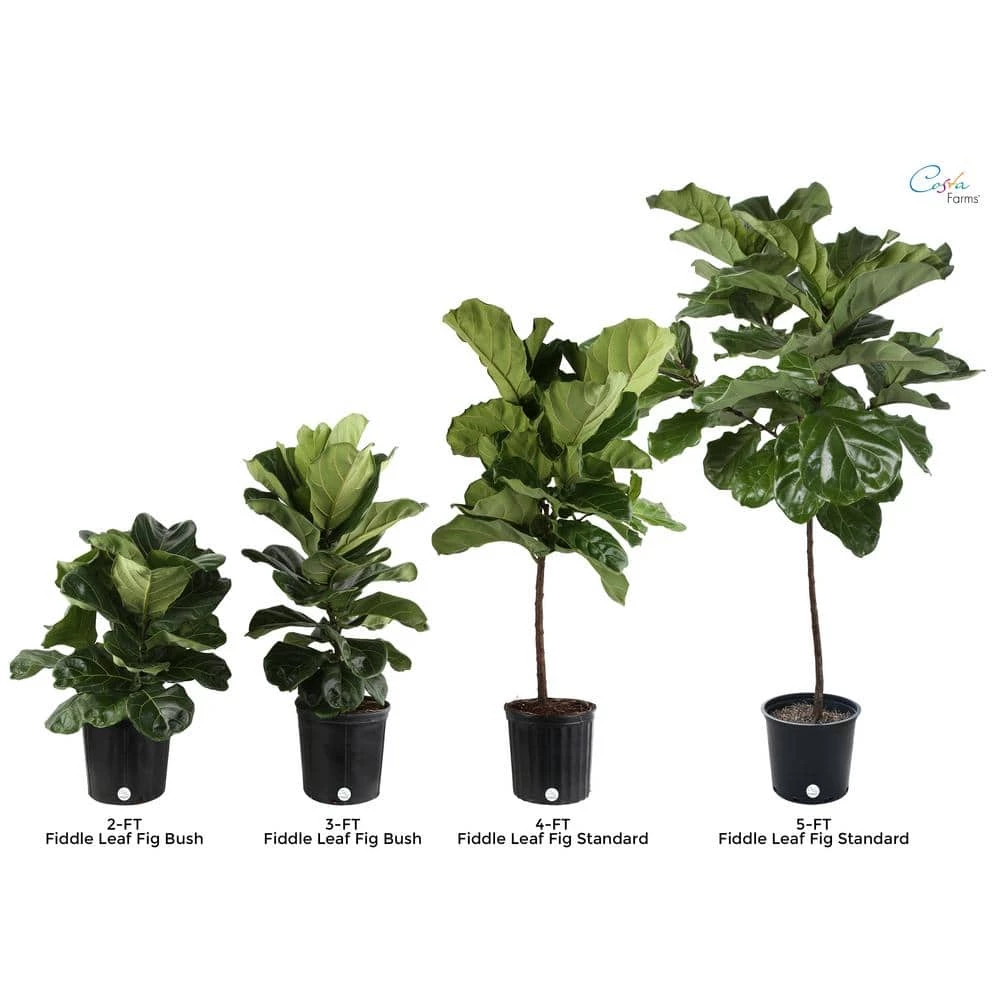 Vigoro 6 in. Little Fiddle Leaf Fig Indoor Plant in Small White Ribbed Plastic Decor Planter (2-Pack) 9 Vigoro 6 in. Little Fiddle Leaf Fig Indoor Plant in Small White Ribbed Plastic Decor Planter (2-Pack) - Image 7