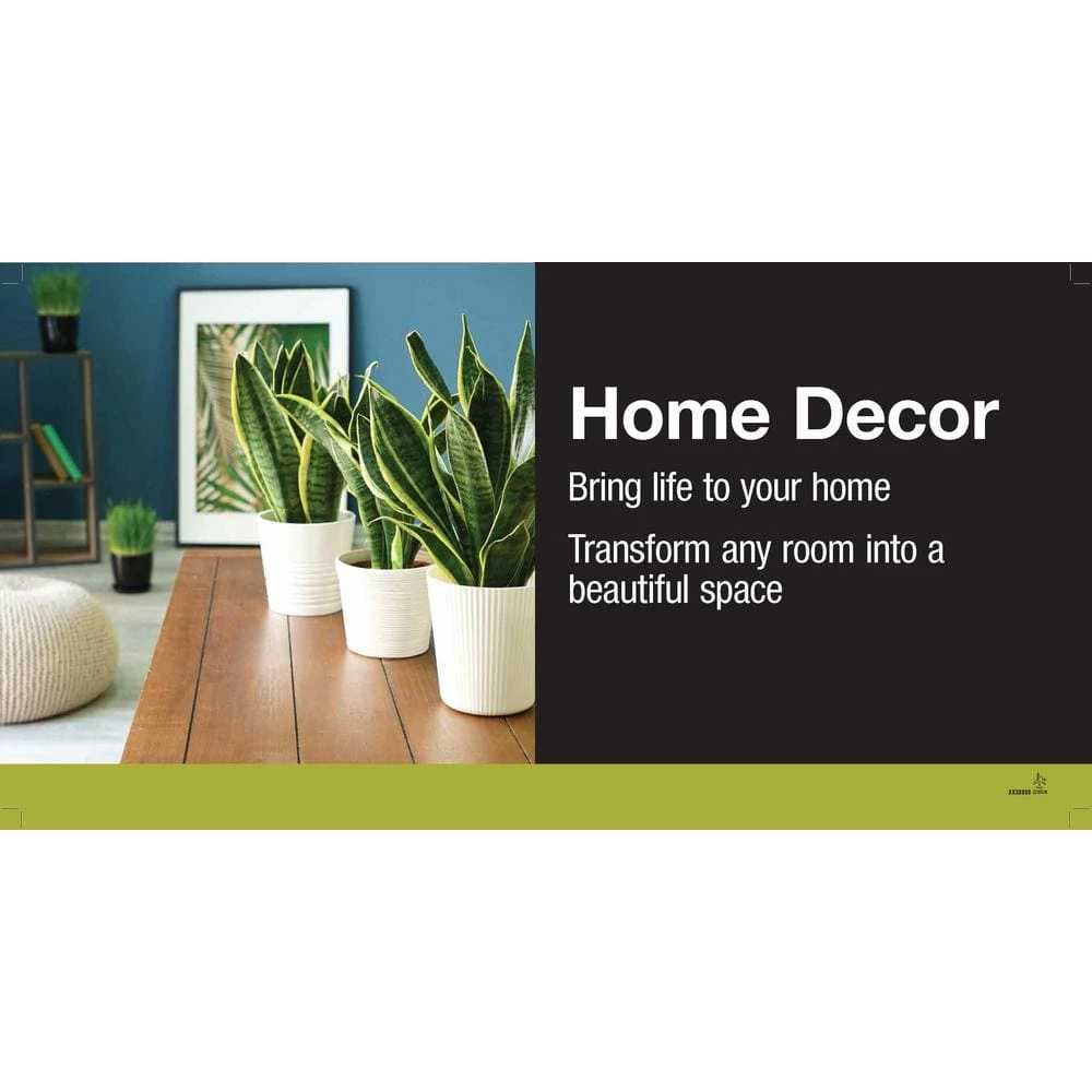 Vigoro 6 in. Little Fiddle Leaf Fig Indoor Plant in Small White Ribbed Plastic Decor Planter (2-Pack) 5 Vigoro 6 in. Little Fiddle Leaf Fig Indoor Plant in Small White Ribbed Plastic Decor Planter (2-Pack) - Image 3