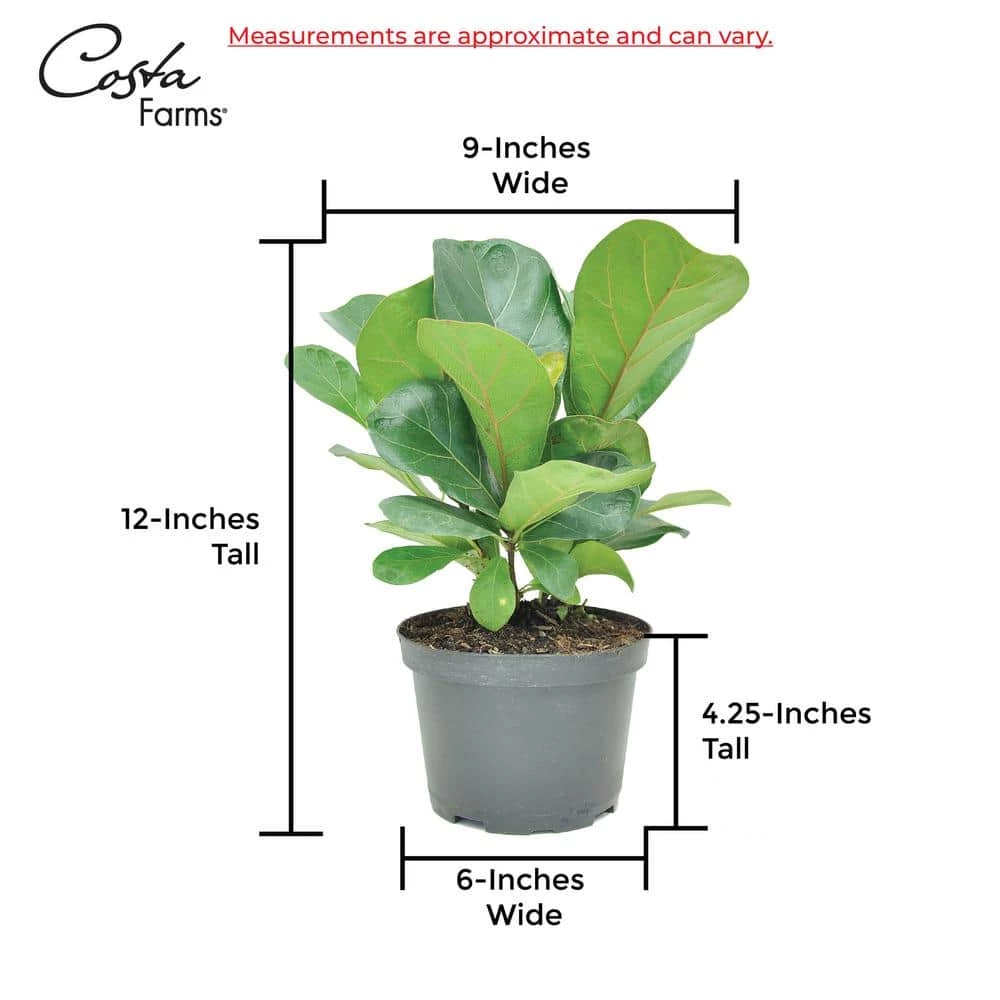 Vigoro 6 in. Little Fiddle Leaf Fig Indoor Plant in Small White Ribbed Plastic Decor Planter (2-Pack) 10 Vigoro 6 in. Little Fiddle Leaf Fig Indoor Plant in Small White Ribbed Plastic Decor Planter (2-Pack) - Image 8