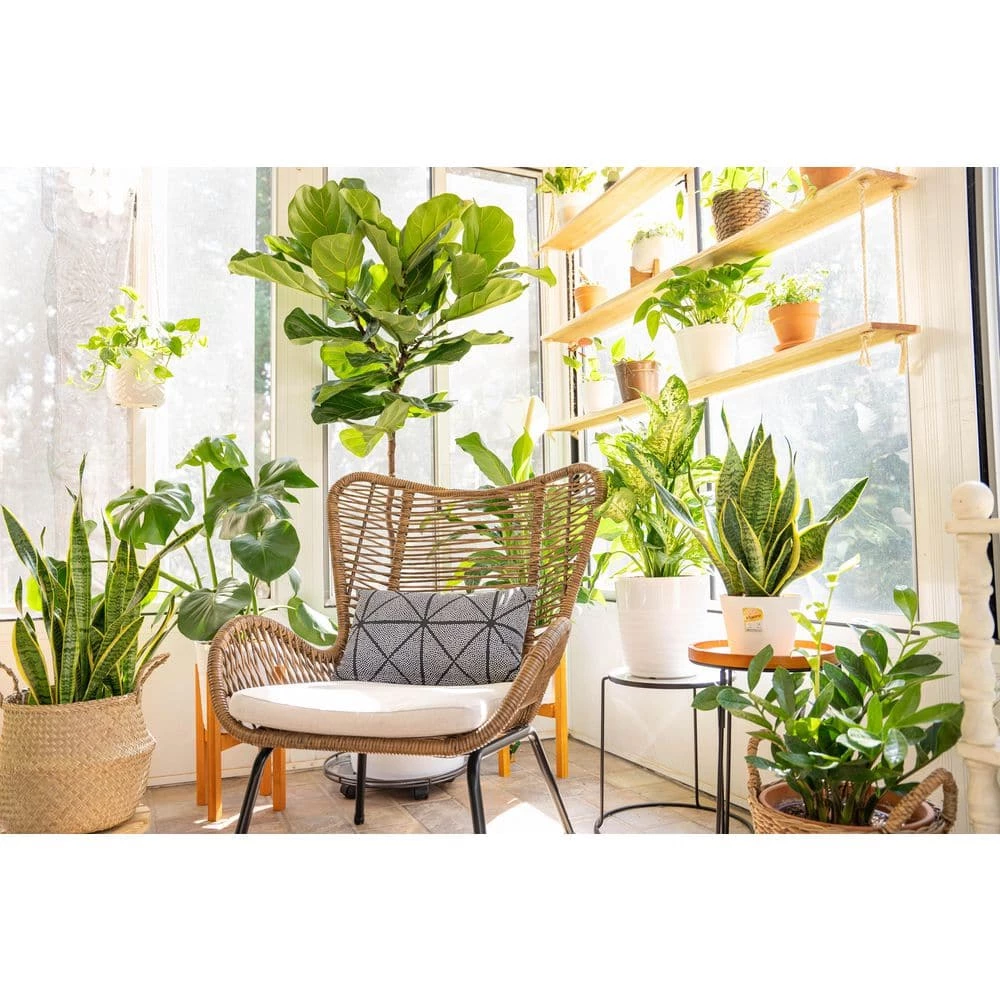 Vigoro 6 in. Little Fiddle Leaf Fig Indoor Plant in Small White Ribbed Plastic Decor Planter (2-Pack) 8 Vigoro 6 in. Little Fiddle Leaf Fig Indoor Plant in Small White Ribbed Plastic Decor Planter (2-Pack) - Image 6