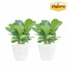 Vigoro 6 in. Little Fiddle Leaf Fig Indoor Plant in Small White Ribbed Plastic Decor Planter (2-Pack) -Vigoro Platers Store vigoro indoor plants co 6fig 3 vi wh 64 1000