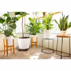 Vigoro 6 in. Little Fiddle Leaf Fig Indoor Plant in Small White Ribbed Plastic Decor Planter (2-Pack) 13 Vigoro 6 in. Little Fiddle Leaf Fig Indoor Plant in Small White Ribbed Plastic Decor Planter (2-Pack) -Vigoro Platers Store vigoro indoor plants co 6fig 3 vi wh 77 1000
