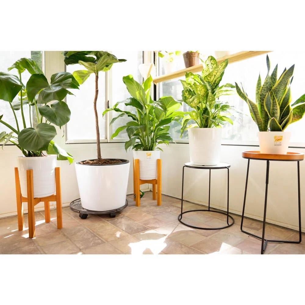 Vigoro 6 in. Little Fiddle Leaf Fig Indoor Plant in Small White Ribbed Plastic Decor Planter (2-Pack) 6 Vigoro 6 in. Little Fiddle Leaf Fig Indoor Plant in Small White Ribbed Plastic Decor Planter (2-Pack) - Image 4