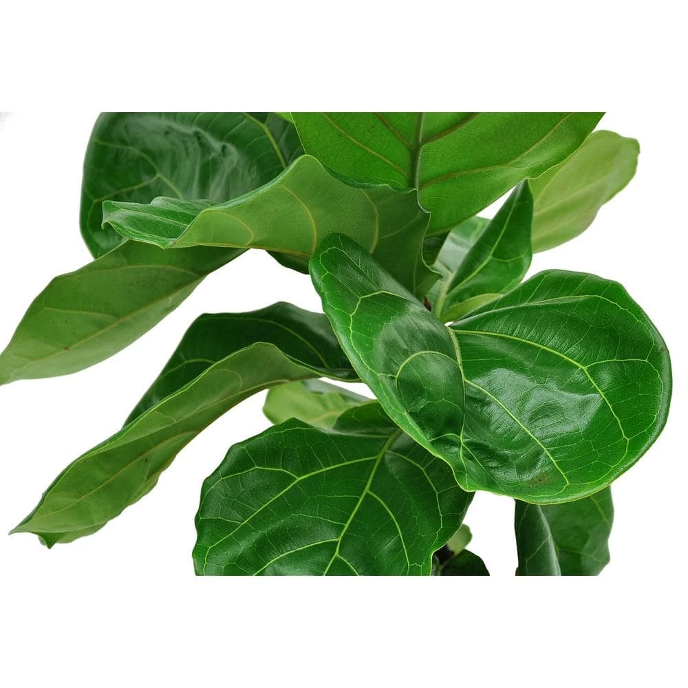 Vigoro 6 in. Little Fiddle Leaf Fig Indoor Plant in Small White Ribbed Plastic Decor Planter (2-Pack) 4 Vigoro 6 in. Little Fiddle Leaf Fig Indoor Plant in Small White Ribbed Plastic Decor Planter (2-Pack) - Image 2