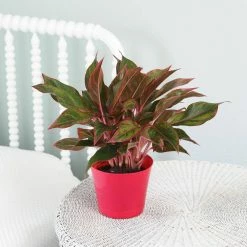 Vigoro 6 in. Grower's Choice Aglaonema Chinese Evergreen Indoor Plant in Small White Ribbed Plastic Decor Planter (2-Pack) 15 Vigoro 6 in. Grower's Choice Aglaonema Chinese Evergreen Indoor Plant in Small White Ribbed Plastic Decor Planter (2-Pack) -Vigoro Platers Store vigoro indoor plants co ags6 3 vi wh 4f 1000