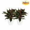 Vigoro 6 in. Grower's Choice Aglaonema Chinese Evergreen Indoor Plant in Small White Ribbed Plastic Decor Planter (2-Pack)