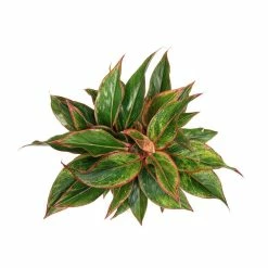 Vigoro 6 in. Grower's Choice Aglaonema Chinese Evergreen Indoor Plant in Small White Ribbed Plastic Decor Planter (2-Pack) 13 Vigoro 6 in. Grower's Choice Aglaonema Chinese Evergreen Indoor Plant in Small White Ribbed Plastic Decor Planter (2-Pack) -Vigoro Platers Store vigoro indoor plants co ags6 3 vi wh a0 1000