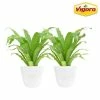 Vigoro 6 in. Bird's Nest Fern Indoor Plant in Small White Ribbed Plastic Decor Planter (2-Pack) -Vigoro Platers Store vigoro indoor plants co brdf 3 vi wh 64 1000