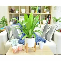 Vigoro 6 in. Bird's Nest Fern Indoor Plant in Small White Ribbed Plastic Decor Planter (2-Pack) -Vigoro Platers Store vigoro indoor plants co brdf 3 vi wh c3 1000