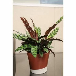 Vigoro 6 in. Grower's Choice Calathea Indoor Plant in Small White Ribbed Plastic Decor Planter (2-Pack) -Vigoro Platers Store vigoro indoor plants co cal6 3 vi wh 77 1000