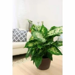 Vigoro 6 in. Dieffenbachia Indoor Plant in Small White Ribbed Plastic Decor Planter (2-Pack) -Vigoro Platers Store vigoro indoor plants co dief 3 vi wh 1f 1000