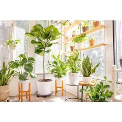 Vigoro 6 in. Dieffenbachia Indoor Plant in Small White Ribbed Plastic Decor Planter (2-Pack) -Vigoro Platers Store vigoro indoor plants co dief 3 vi wh 44 1000