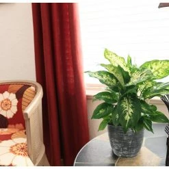 Vigoro 6 in. Dieffenbachia Indoor Plant in Small White Ribbed Plastic Decor Planter (2-Pack) -Vigoro Platers Store vigoro indoor plants co dief 3 vi wh 4f 1000