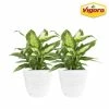 Vigoro 6 in. Dieffenbachia Indoor Plant in Small White Ribbed Plastic Decor Planter (2-Pack) 1 Vigoro 6 in. Dieffenbachia Indoor Plant in Small White Ribbed Plastic Decor Planter (2-Pack) -Vigoro Platers Store vigoro indoor plants co dief 3 vi wh 64 1000