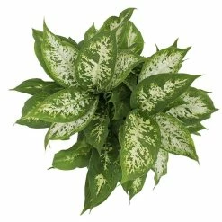 Vigoro 6 in. Dieffenbachia Indoor Plant in Small White Ribbed Plastic Decor Planter (2-Pack) -Vigoro Platers Store vigoro indoor plants co dief 3 vi wh a0 1000