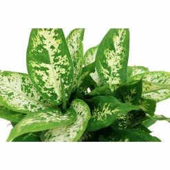 Vigoro 6 in. Dieffenbachia Indoor Plant in Small White Ribbed Plastic Decor Planter (2-Pack) -Vigoro Platers Store vigoro indoor plants co dief 3 vi wh c3 1000