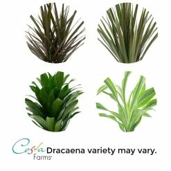 Vigoro 6 in. Grower's Choice Dracaena Indoor Plant in Small White Ribbed Plastic Decor Planter (2-Pack) -Vigoro Platers Store vigoro indoor plants co jc06 3 vi wh 1f 1000