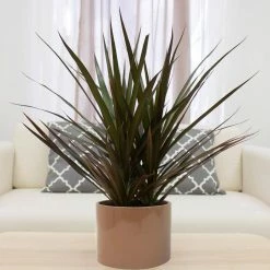 Vigoro 6 in. Grower's Choice Dracaena Indoor Plant in Small White Ribbed Plastic Decor Planter (2-Pack) -Vigoro Platers Store vigoro indoor plants co jc06 3 vi wh 4f 1000
