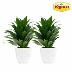 Vigoro 6 in. Grower's Choice Dracaena Indoor Plant in Small White Ribbed Plastic Decor Planter (2-Pack)