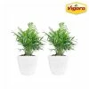 Vigoro 6 in. Neanthebella Palm Indoor Plant in Small White Ribbed Plastic Decor Planter (2-Pack) -Vigoro Platers Store vigoro indoor plants co np07 3 vi wh 64 1000