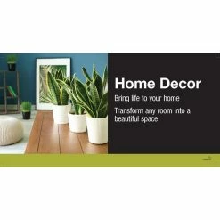 Vigoro 6 in. Ponytail Palm Indoor Plant in Small White Ribbed Plastic Decor Planter (2-Pack) -Vigoro Platers Store vigoro indoor plants co pony 3 vi wh 40 1000