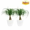 Vigoro 6 in. Ponytail Palm Indoor Plant in Small White Ribbed Plastic Decor Planter (2-Pack) -Vigoro Platers Store vigoro indoor plants co pony 3 vi wh 64 1000