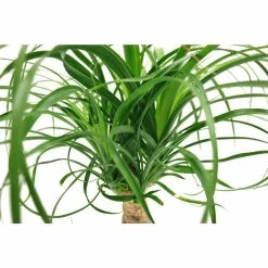 Vigoro 6 in. Ponytail Palm Indoor Plant in Small White Ribbed Plastic Decor Planter (2-Pack) -Vigoro Platers Store vigoro indoor plants co pony 3 vi wh 77 1000