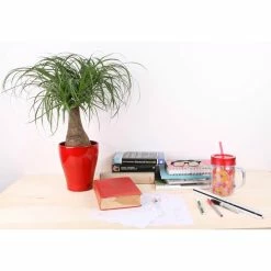 Vigoro 6 in. Ponytail Palm Indoor Plant in Small White Ribbed Plastic Decor Planter (2-Pack) -Vigoro Platers Store vigoro indoor plants co pony 3 vi wh c3 1000