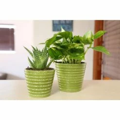 Vigoro 6 in. Golden Pothos Indoor Plant in Small White Ribbed Plastic Decor Planter (2-Pack) -Vigoro Platers Store vigoro indoor plants co poth 3 vi wh 44 1000