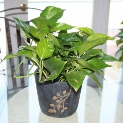 Vigoro 6 in. Golden Pothos Indoor Plant in Small White Ribbed Plastic Decor Planter (2-Pack) -Vigoro Platers Store vigoro indoor plants co poth 3 vi wh 4f 1000