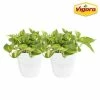 Vigoro 6 in. Golden Pothos Indoor Plant in Small White Ribbed Plastic Decor Planter (2-Pack) 2 Vigoro 6 in. Golden Pothos Indoor Plant in Small White Ribbed Plastic Decor Planter (2-Pack) -Vigoro Platers Store vigoro indoor plants co poth 3 vi wh 64 1000