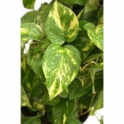 Vigoro 6 in. Golden Pothos Indoor Plant in Small White Ribbed Plastic Decor Planter (2-Pack) -Vigoro Platers Store vigoro indoor plants co poth 3 vi wh 77 1000