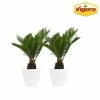Vigoro 6 in. Sago Indoor Plant in Small White Ribbed Plastic Decor Planter (2-Pack) 1 Vigoro 6 in. Sago Indoor Plant in Small White Ribbed Plastic Decor Planter (2-Pack) -Vigoro Platers Store vigoro indoor plants co sago 3 vi wh 64 1000