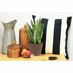 Vigoro 6 in. Grower's Choice Snake Plant (Sansevieria) in Small White Ribbed Plastic Decor Planter (2-Pack) -Vigoro Platers Store vigoro indoor plants co sl07 3 vi wh 4f 1000