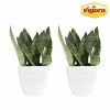 Vigoro 6 in. Grower's Choice Snake Plant (Sansevieria) in Small White Ribbed Plastic Decor Planter (2-Pack) -Vigoro Platers Store vigoro indoor plants co sl07 3 vi wh 64 1000