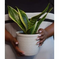 Vigoro 6 in. Grower's Choice Snake Plant (Sansevieria) in Small White Ribbed Plastic Decor Planter (2-Pack) -Vigoro Platers Store vigoro indoor plants co sl07 3 vi wh a0 1000