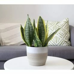 Vigoro 6 in. Grower's Choice Snake Plant (Sansevieria) in Small White Ribbed Plastic Decor Planter (2-Pack) -Vigoro Platers Store vigoro indoor plants co sl07 3 vi wh c3 1000